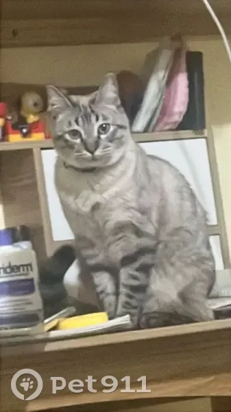 ¡Ayuda! Gata Carita perdida en Cuernavaca - photo