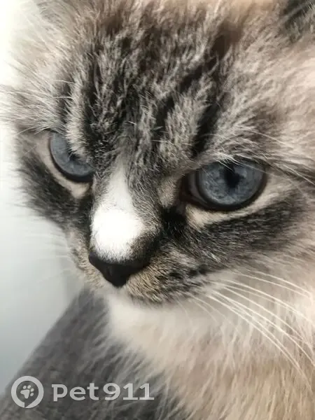 Зникла кішка на вул. Миколайчука, Львів - photo