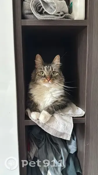 Lost Cat: Fluffy Tabby Luna in NW5 - photo
