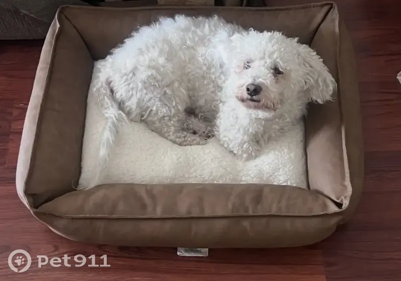 Lost Dog, North 23rd Avenue, 6245, Phoenix - White Unaltered Maltipoo - photo