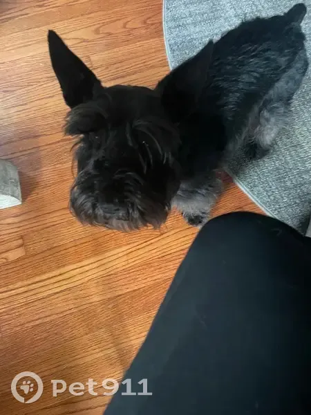 Lost Dog, Male, South Grand Boulevard, St. Louis - Black Scottish Terrier - photo