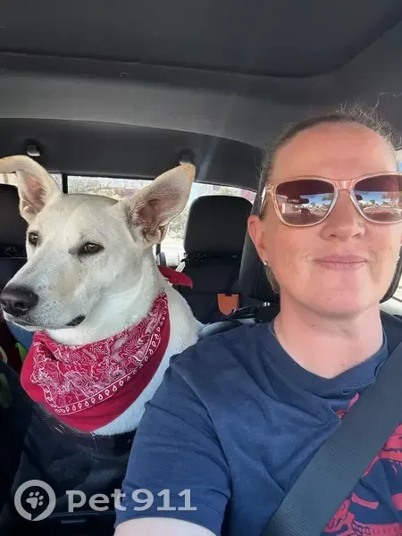 Lost Собака, West Camino Perritos, 2991, Tucson - big ears, collar with desert landscape - photo