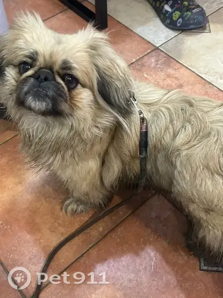 Знайдена Пекінес: дівчинка, 2 роки, Київ - photo