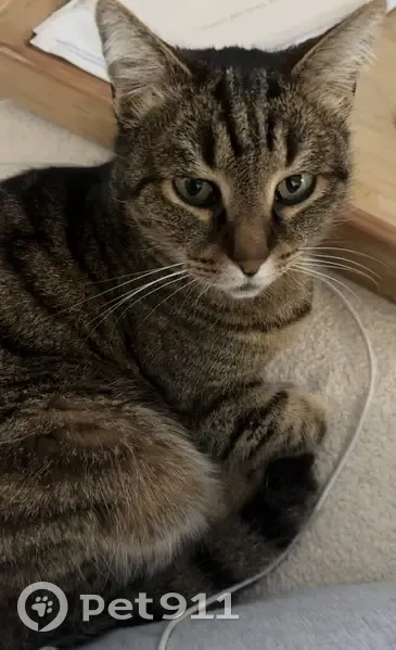 Perdu chat homme, Rue des Vanneaux, 13, Candillargues - tigré aux yeux verts - photo