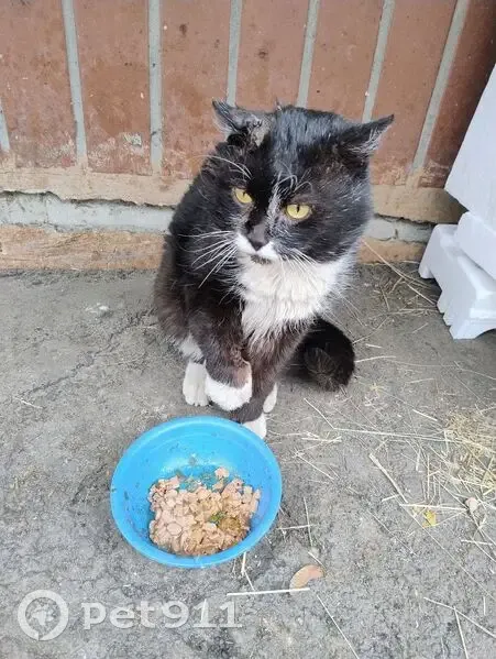 Знайдена чорно-біла кішка на Харківському шосе - photo