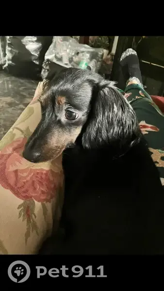 Lost Dog, Female, Centereach, New York - Small Dachshund - photo