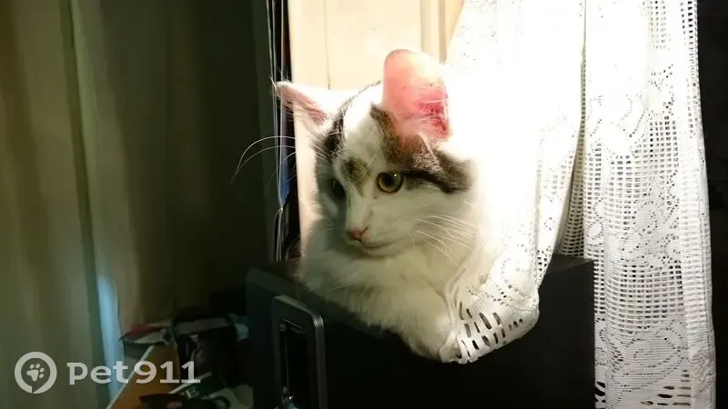 Perdu chat mâle, Rue Marceau, 18, Aulnay-sous-Bois - couleur blanche, tacheté gris et brun - photo