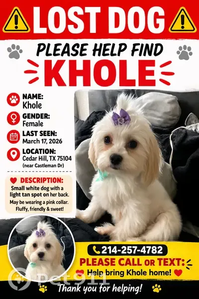 Lost dog, female, Castleman Drive, 1128, Cedar Hill - small white with tan spot - photo