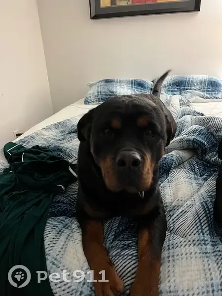 Lost Собака, Female, Erin Halton Hills Townline, 9158, Erin - brown and mahogany - photo