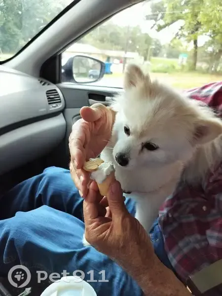 Lost Dog, Female, Hattiesburg, Mississippi - White Pomeranian - photo