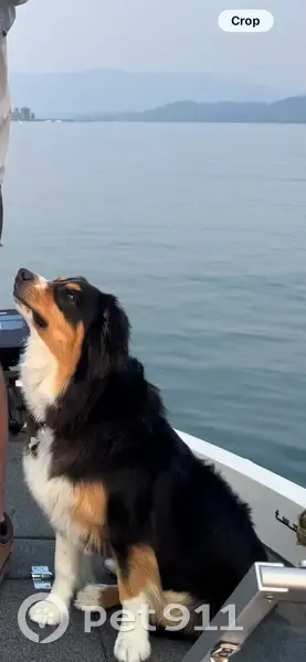 Lost Dog, Male, Rock Dome Road, Sandpoint - Australian Shepherd - photo