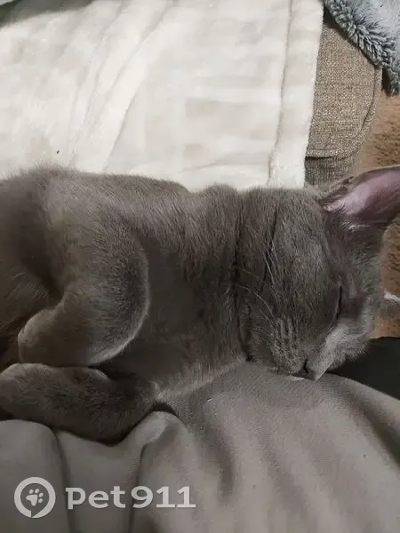 Lost Male Cat, North Windsong Drive, Prescott Valley - Grey with White Spot - photo