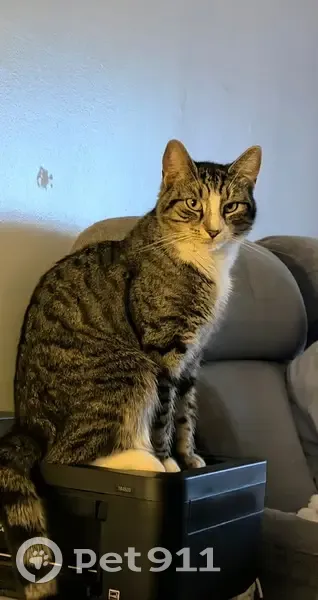 Lost cat, Road 187, 229, Marydel - male with white stripe on nose - photo