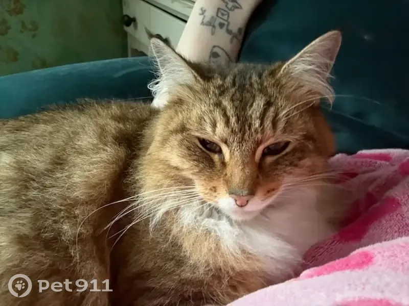 Missing cat Female, Tacoma (usl532953) - photo