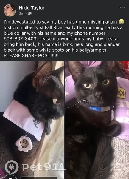 Lost male cat, Mulberry Street, 311;315, Fall River - black with yellow eyes - photo