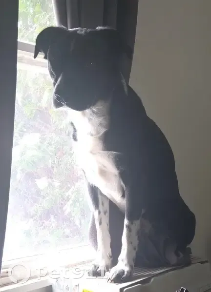 Lost Dog, Snowshoe Trail, 8564, Town of Cicero - black with white markings - photo