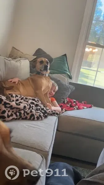 Lost Собака, Female, Seven Mile Ferry Road, 2339, Salem - Orange, skiddish but is friendly - photo