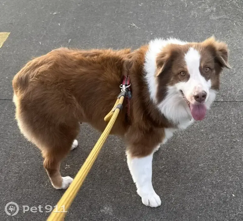 Lost Dog, Female, Lahi Street, 148, Hilo - Australian Shepherd with Blue Collar - photo