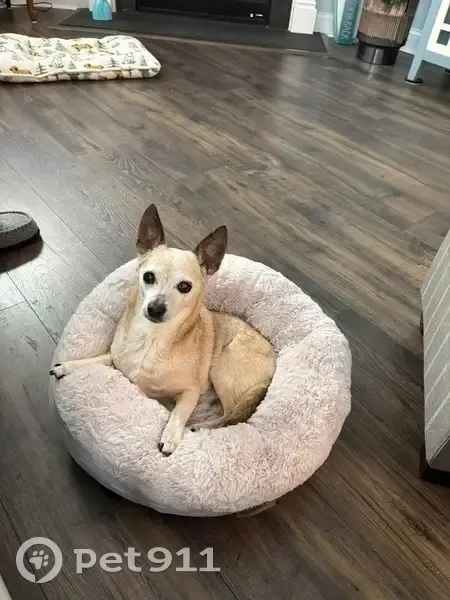 Lost Dog, Lake Wylie - Senior tan male chihuahua, mostly deaf and blind - photo