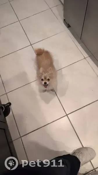 Lost Dog, Female, Southwest 10th Street, 819, Florida City - Light brown and white - photo