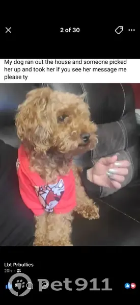 Lost Собака, Female, Philadelphia, Pennsylvania - golden brown toy puddle - photo