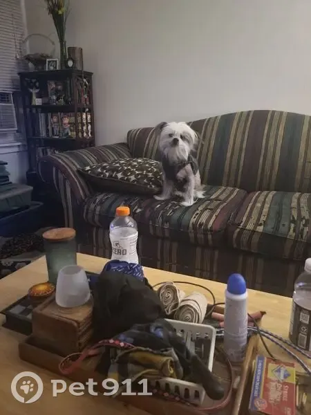 Lost Dog, Male, Atlantic Avenue, 21065, Warren - Black and White, Brown Around Face - photo