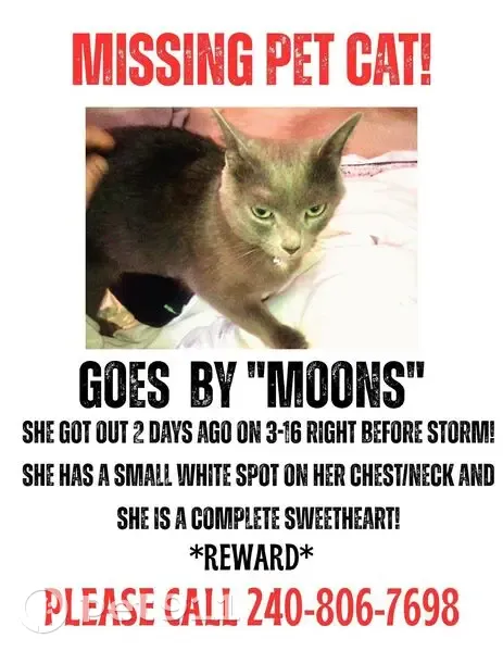 Lost Female Cat, Dove Tree Court, 79, Indian Head - Russian Blue with Purple Collar - photo