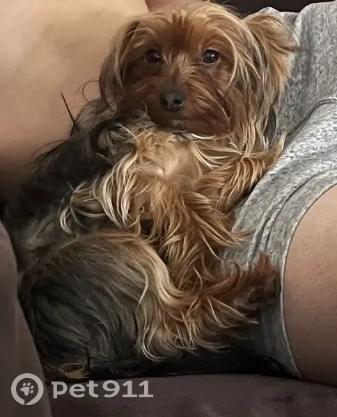 Lost Dog, Female, Foster Avenue, 2624, New York - Yorkshire Terrier - photo