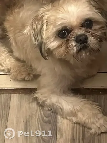 Lost male dog, 2587 Wayne White Rd, Pleasant Garden - big white eyes - photo