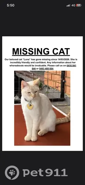 Help Find Luna: White Ragdoll/Tabby Lost - photo