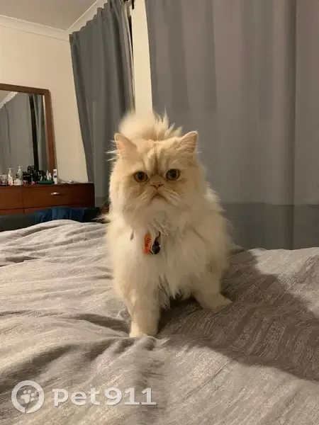 Lost Shy Persian Cat: 'Yaw' Mews Alert! - photo