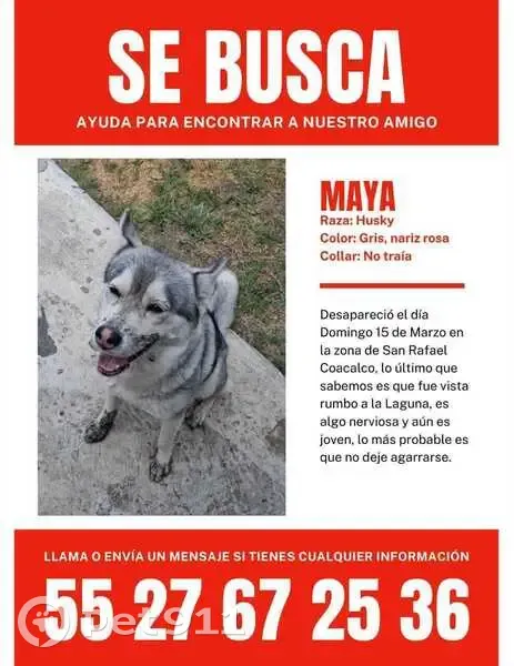 Husky Gris Perdida en Coacalco, Nariz Rosa - photo