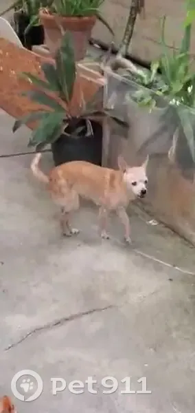 Lost Dog, Female, Monte Street, 1603, Honolulu - Friendly and Brown - photo