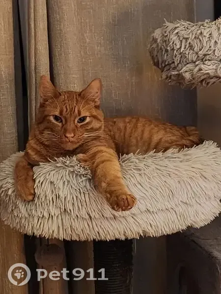 Lost male cat, South Lee Avenue, Idaho Falls - orange tabby - photo