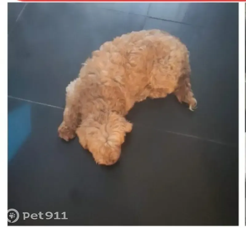 Perro perdido en Ciudad Neza: color miel - photo