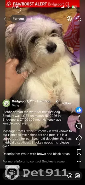Lost dog, male, Hancock Avenue, 998, Bridgeport - support animal for a disabled child - photo