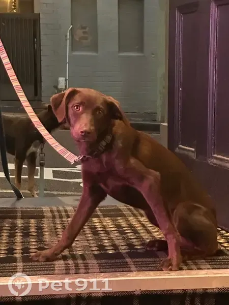 Lost Kelpie-Lab Mix in Lake Macquarie - photo