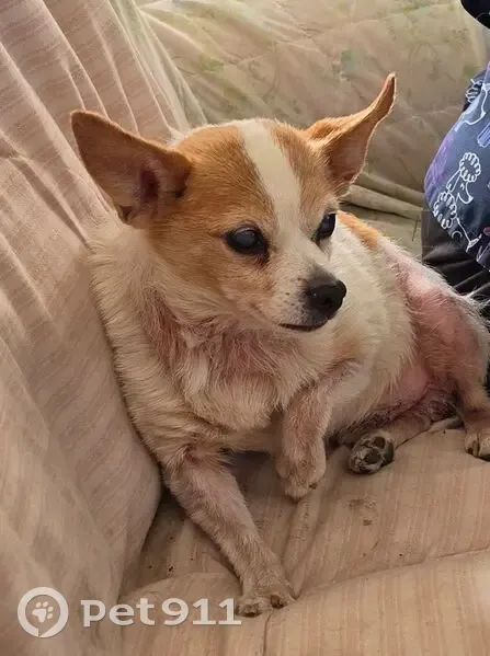 Lost Dog, Male, Mary Street, 214, Olyphant - 18 years old - photo