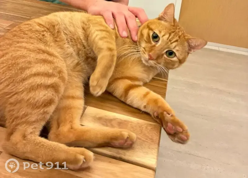 Lost: Ginger Cat Mowgli, No Collar - photo