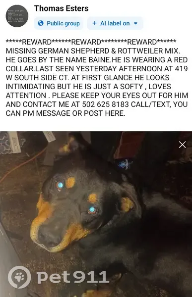 Lost Dog, Male, West Southside Court, Louisville - German Shepard Rottweiler mix - photo