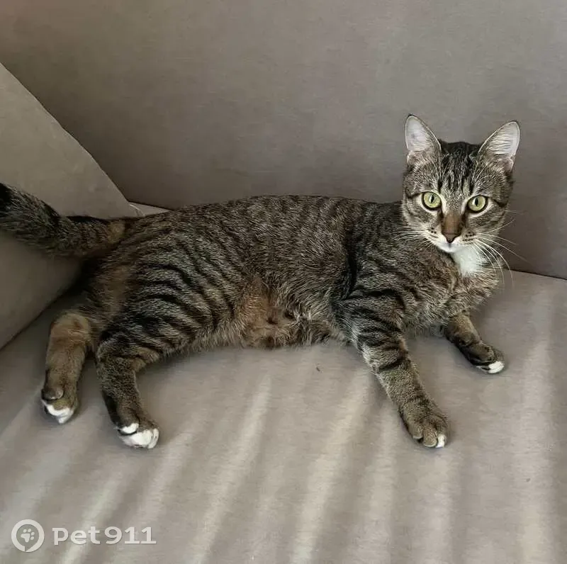 Зник кіт Лакі на Левандівці: допоможіть! - photo