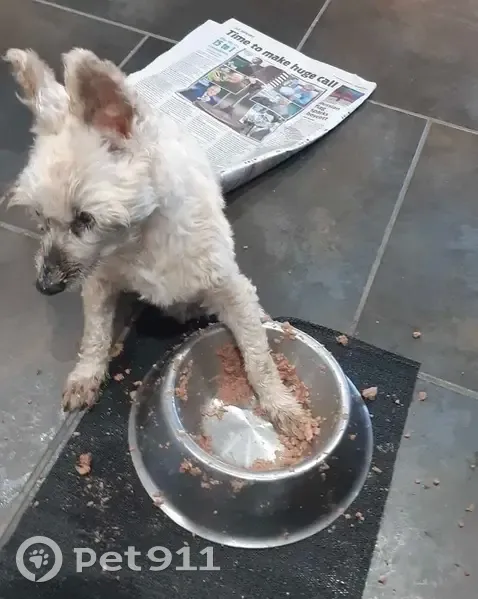 Help Find Coco: Deaf & Blind Senior Dog - photo