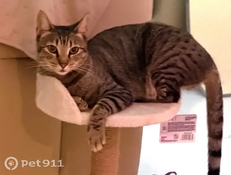 ¡Ayuda! Michi, gata perdida en Los Cristianos - photo