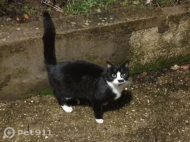Trouvé chat homme, Norroy-le-Veneur, Paris - noir et blanc - photo