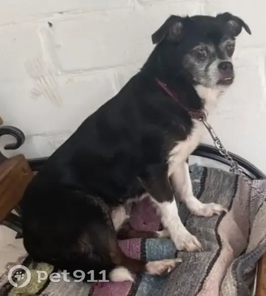 Зникла собака: чорна з білими мітками, Бровари - photo