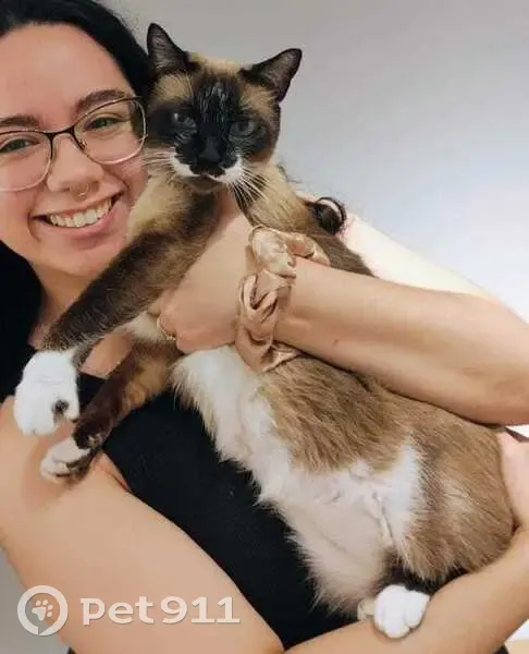 Gato desaparecido Fêmea (brl002486) - photo