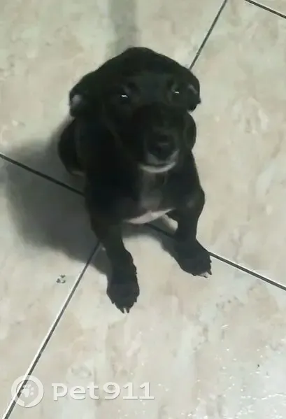 Cachorro encontrado Fêmea (brf002487) - photo