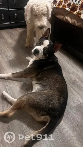 Lost male dog, East View Drive, Birmingham - goldendoodle mix with brown eye spot - photo