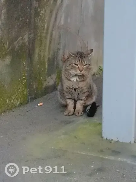 Chat gris tigré trouvé près hôpital Paris 12 - photo