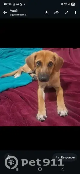 Cachorro encontrado Macho (brf002488) - photo